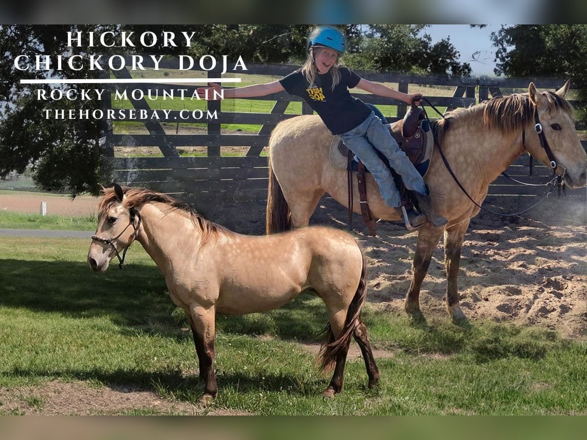 Rocky Mountain Horse Stute 12 Jahre 145 cm Buckskin in Saint Croix Falls, WI