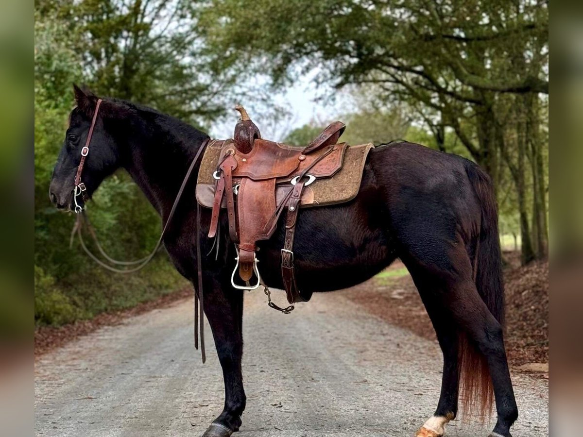 Rocky Mountain Horse Stute 13 Jahre 142 cm Rappe in Carnesville,GA