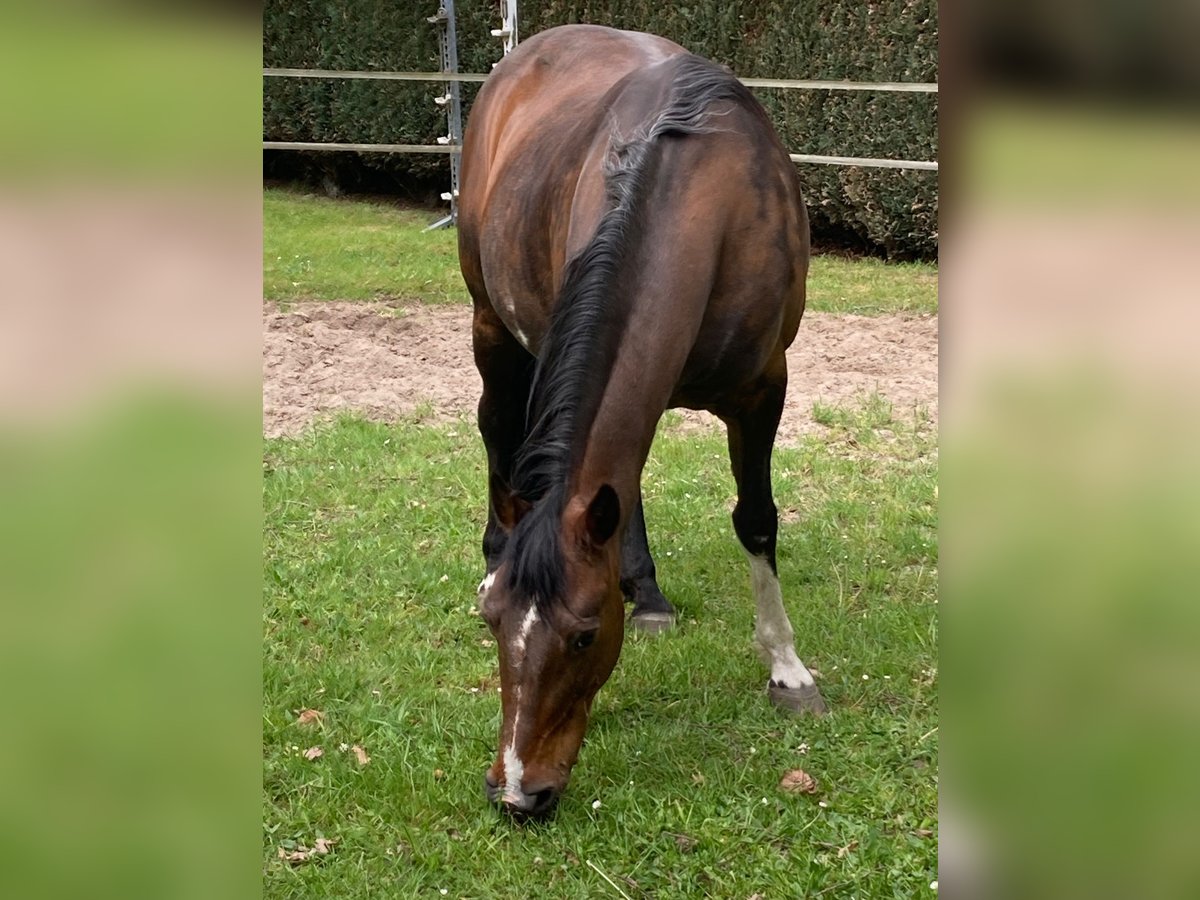 Rocky Mountain Horse Stute 18 Jahre 148 cm Dunkelbrauner in Oldenburg