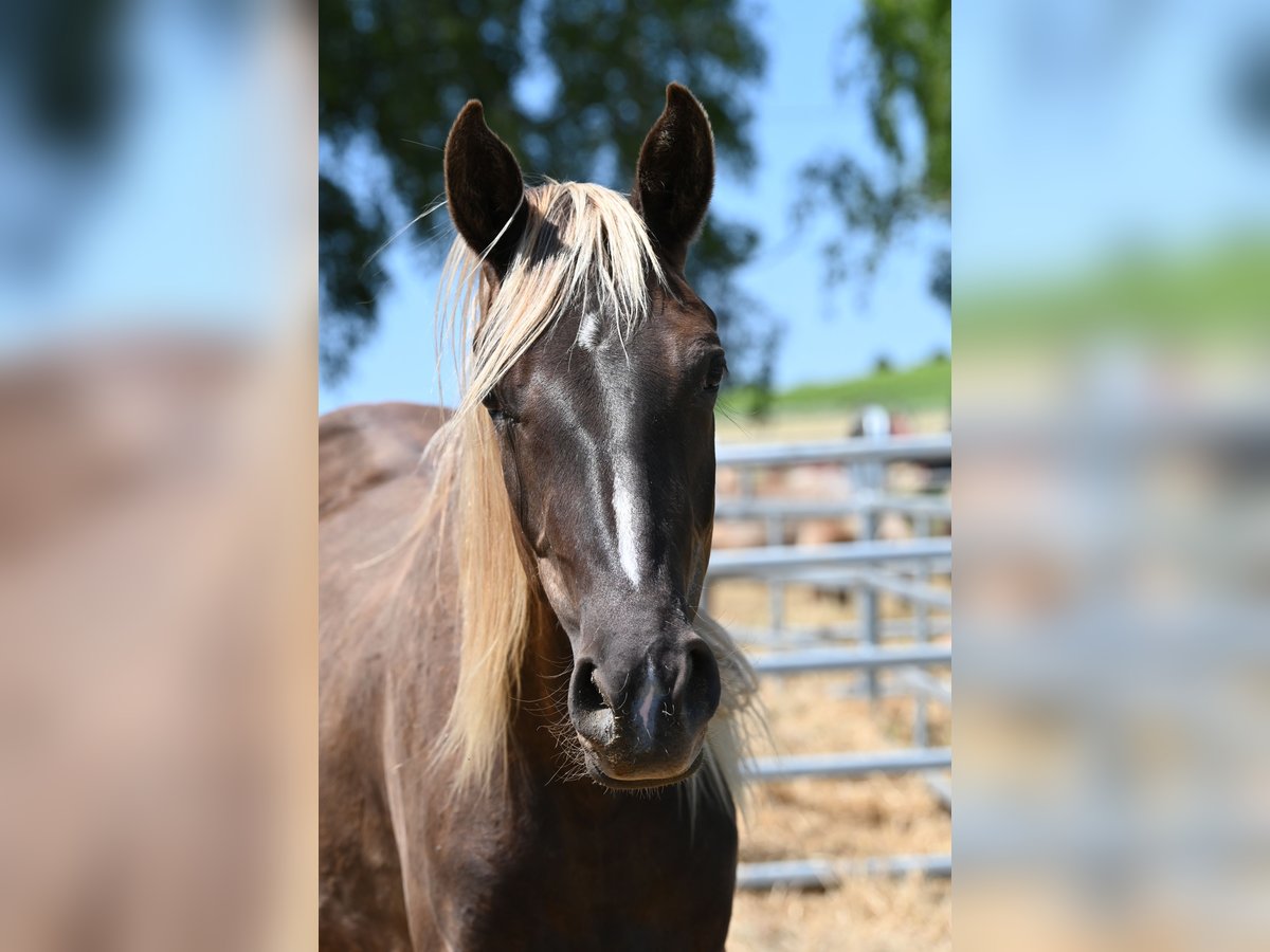 Rocky Mountain Horse Stute 2 Jahre 140 cm Rappe in Offenheim