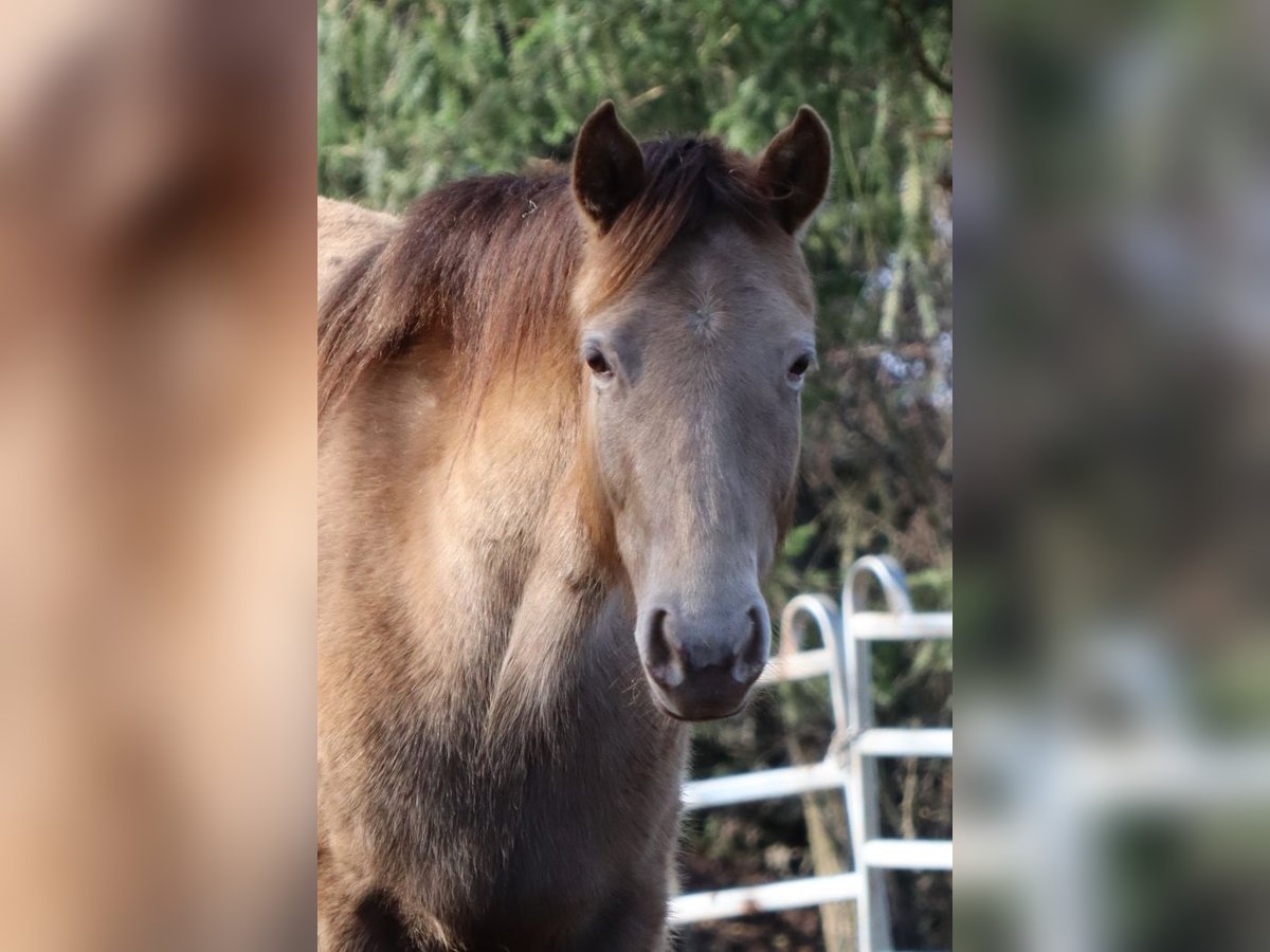 Rocky Mountain Horse Stute 4 Jahre 147 cm Champagne in Nack