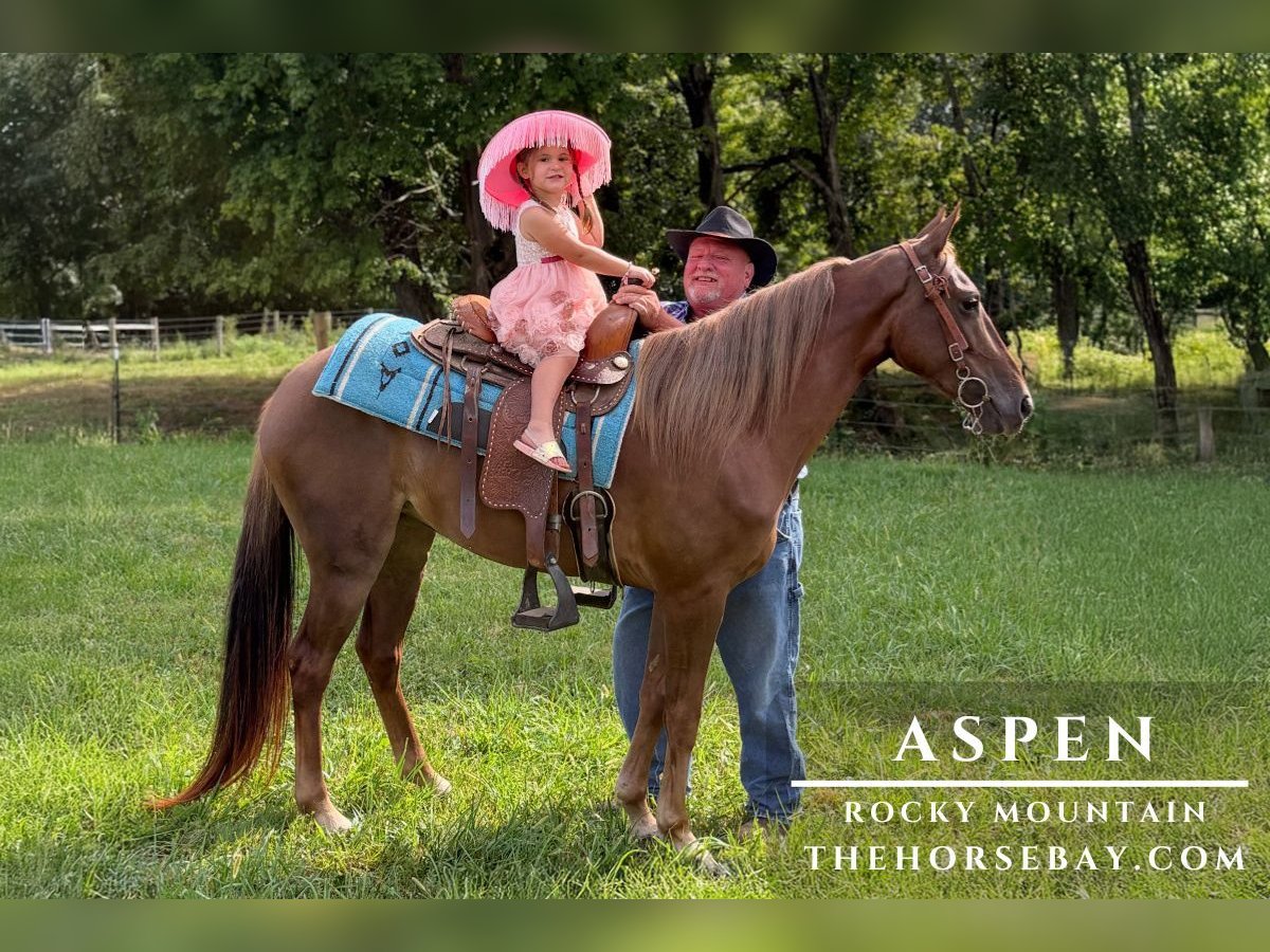 Rocky Mountain Horse Stute 5 Jahre 145 cm Dunkelfuchs in Campbellsville, KY