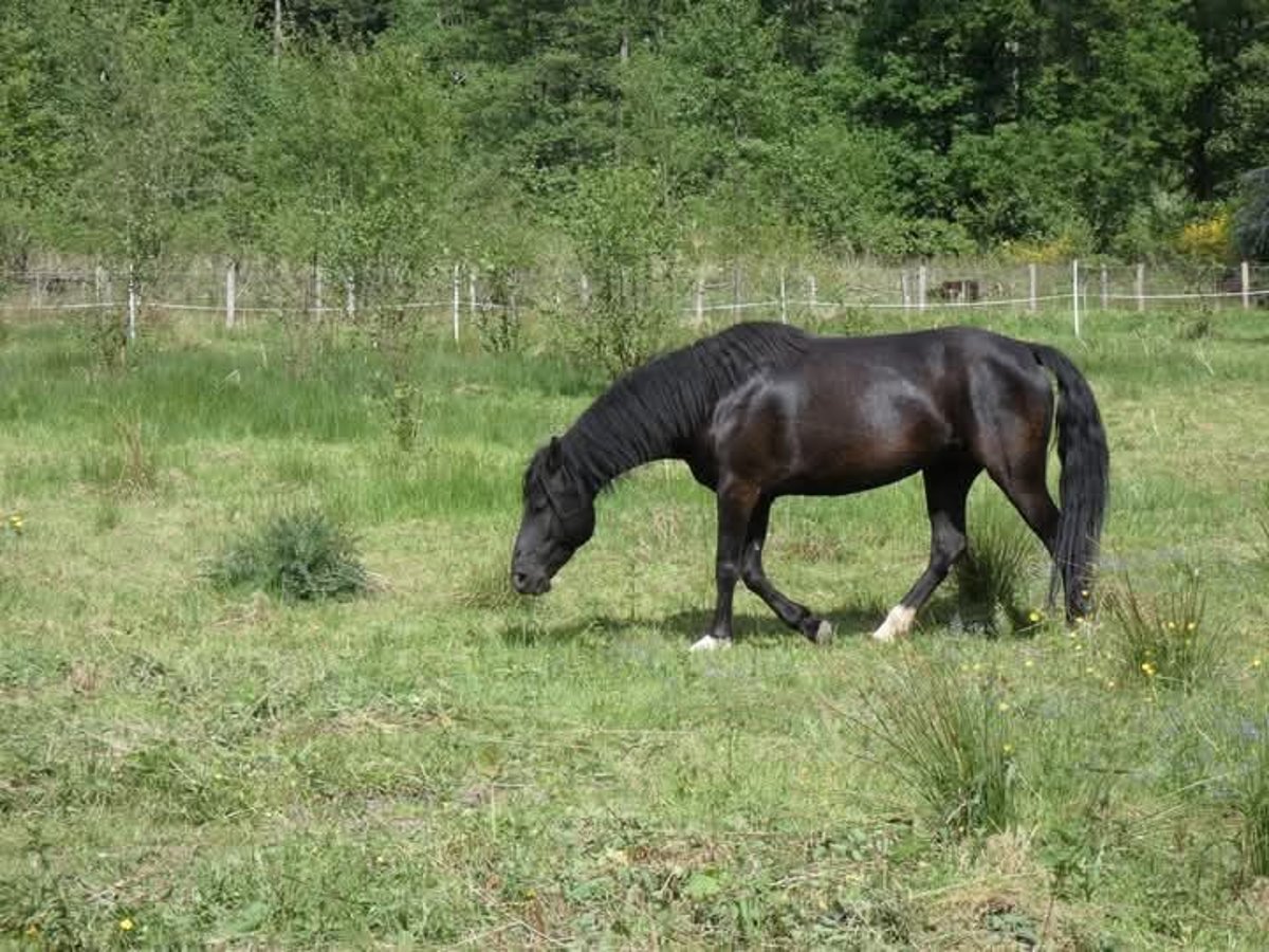 Rocky Mountain Horse Stute 5 Jahre 150 cm Rappe in Genappe