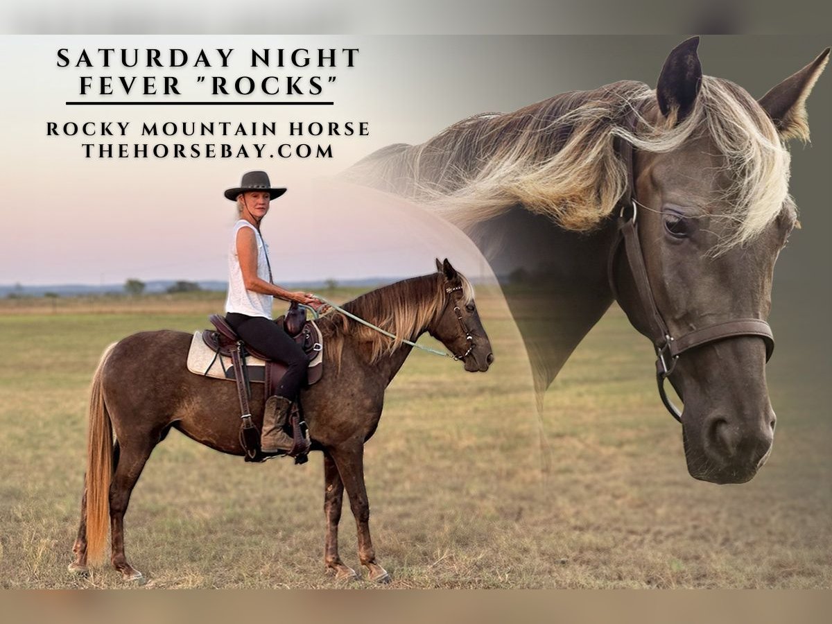 Rocky Mountain Horse Stute 6 Jahre 147 cm Brauner in Marble Falls, TX