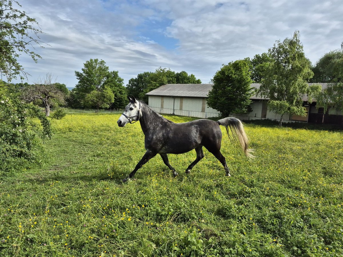 Rocky Mountain Horse Mix Stute 6 Jahre 150 cm Rappschimmel in Kirchheim unter Teck