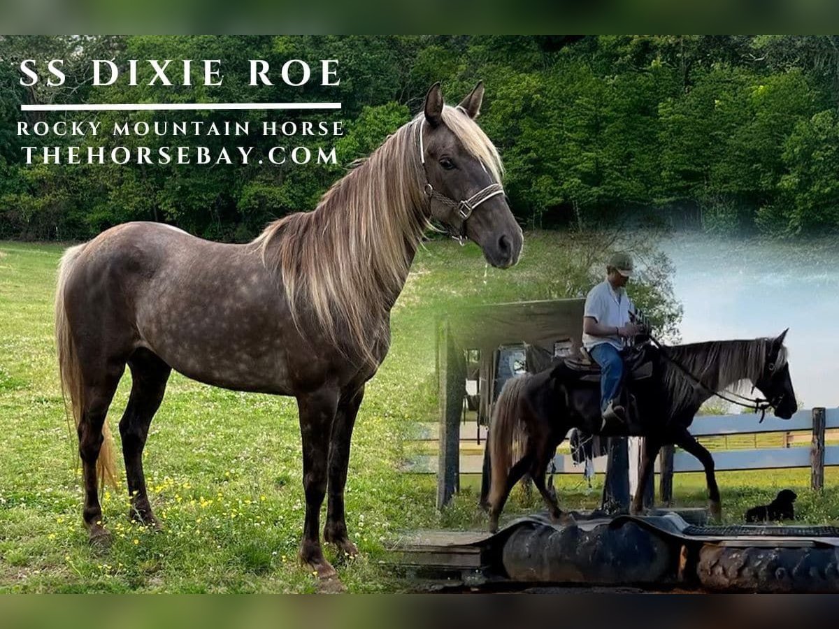 Rocky Mountain Horse Stute 8 Jahre 152 cm Hellbrauner in Strunk, KY