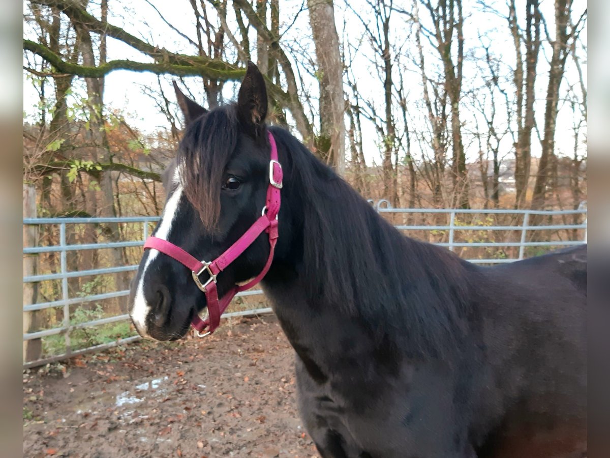 Rocky Mountain Horse Mix Wałach 2 lat 152 cm Kara in Morsbach