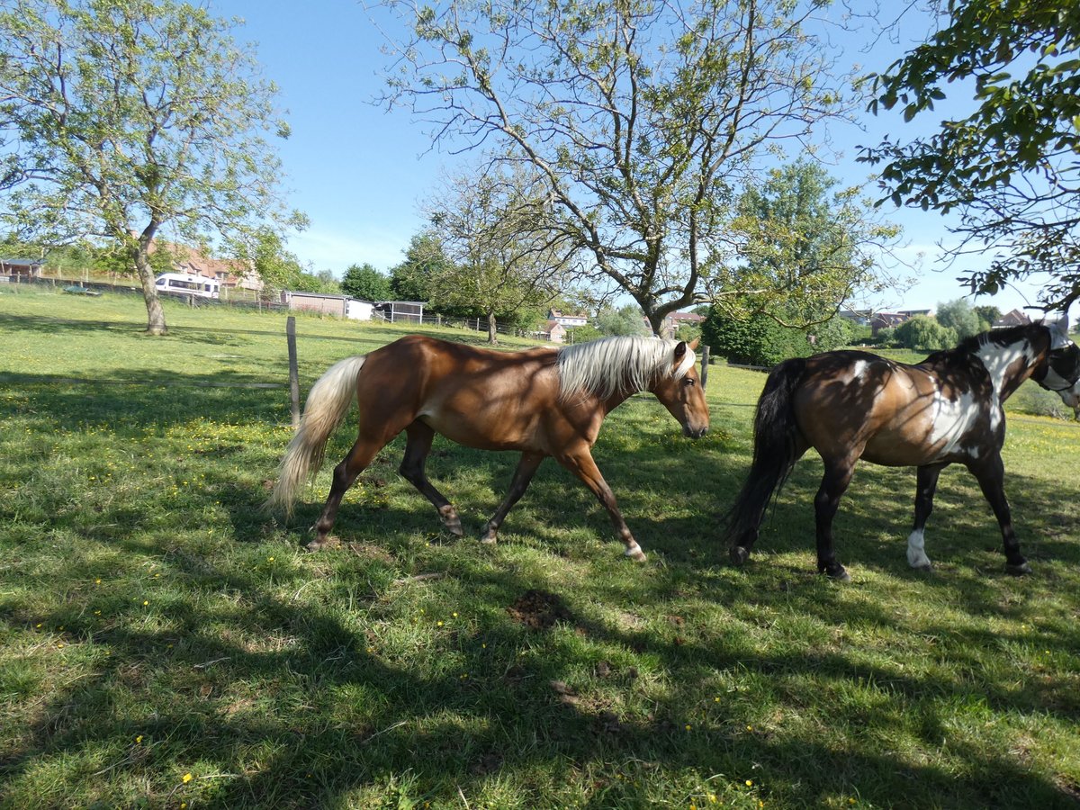 Rocky Mountain Horse Wałach 3 lat 150 cm Gniada in Genappe