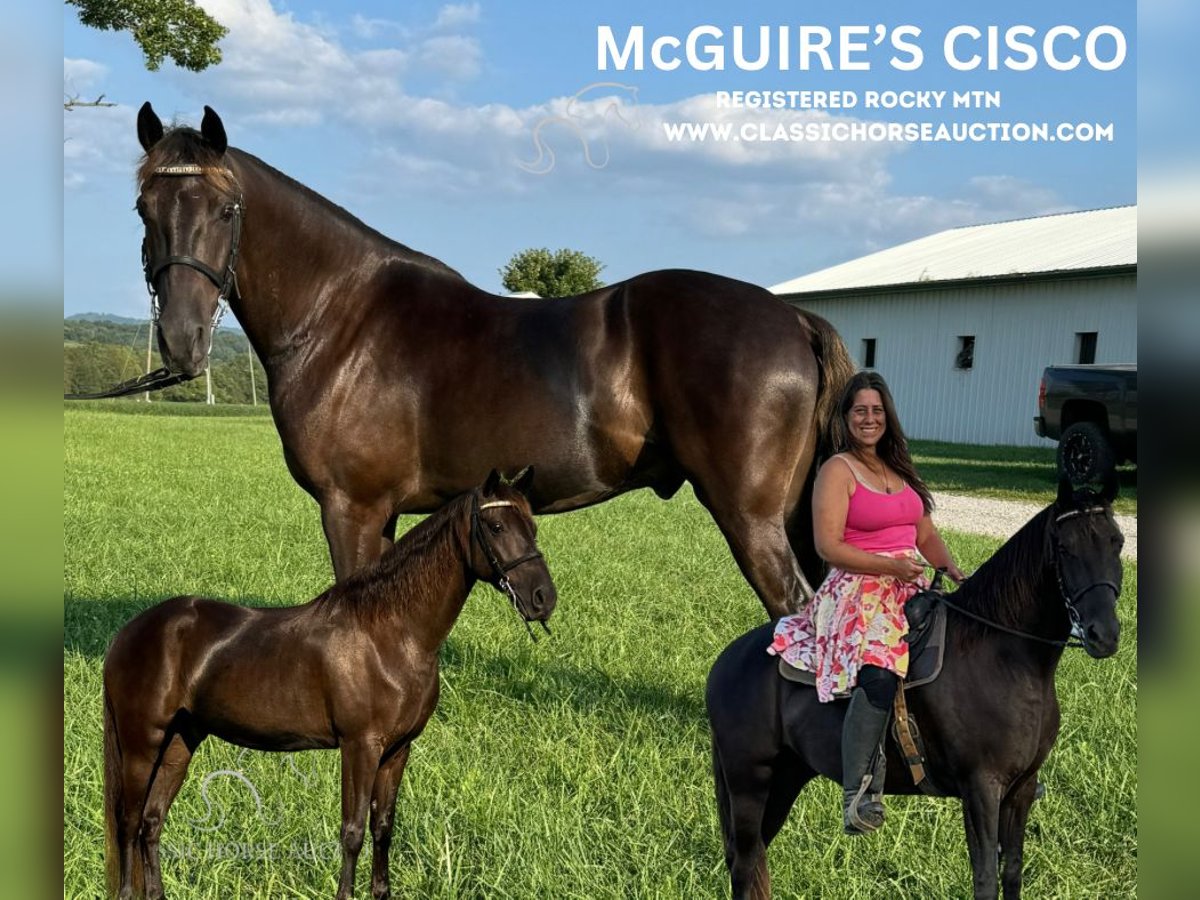 Rocky Mountain Horse Wałach 5 lat 142 cm Gniada in Winchester, KY