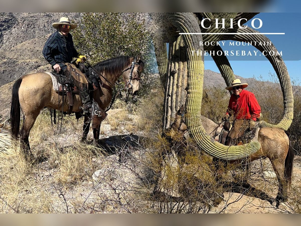 Rocky Mountain Horse Wallach 18 Jahre 150 cm Buckskin in Winterset, IA
