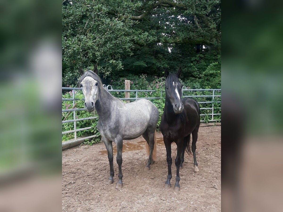 Rocky Mountain Horse Mix Wallach 2 Jahre 147 cm Rappe in Morsbach
