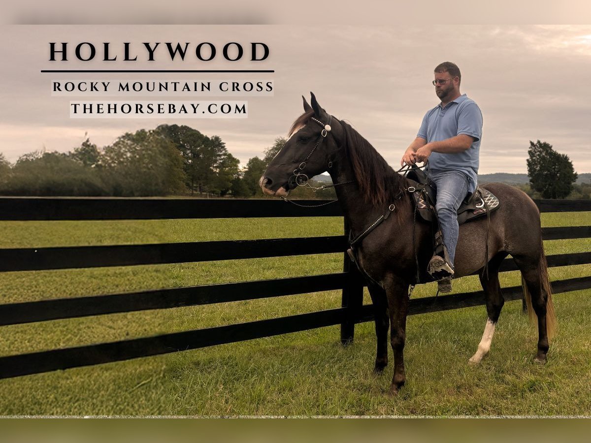 Rocky Mountain Horse Mix Wallach 3 Jahre 157 cm Schwarzbrauner in New Haven, KY