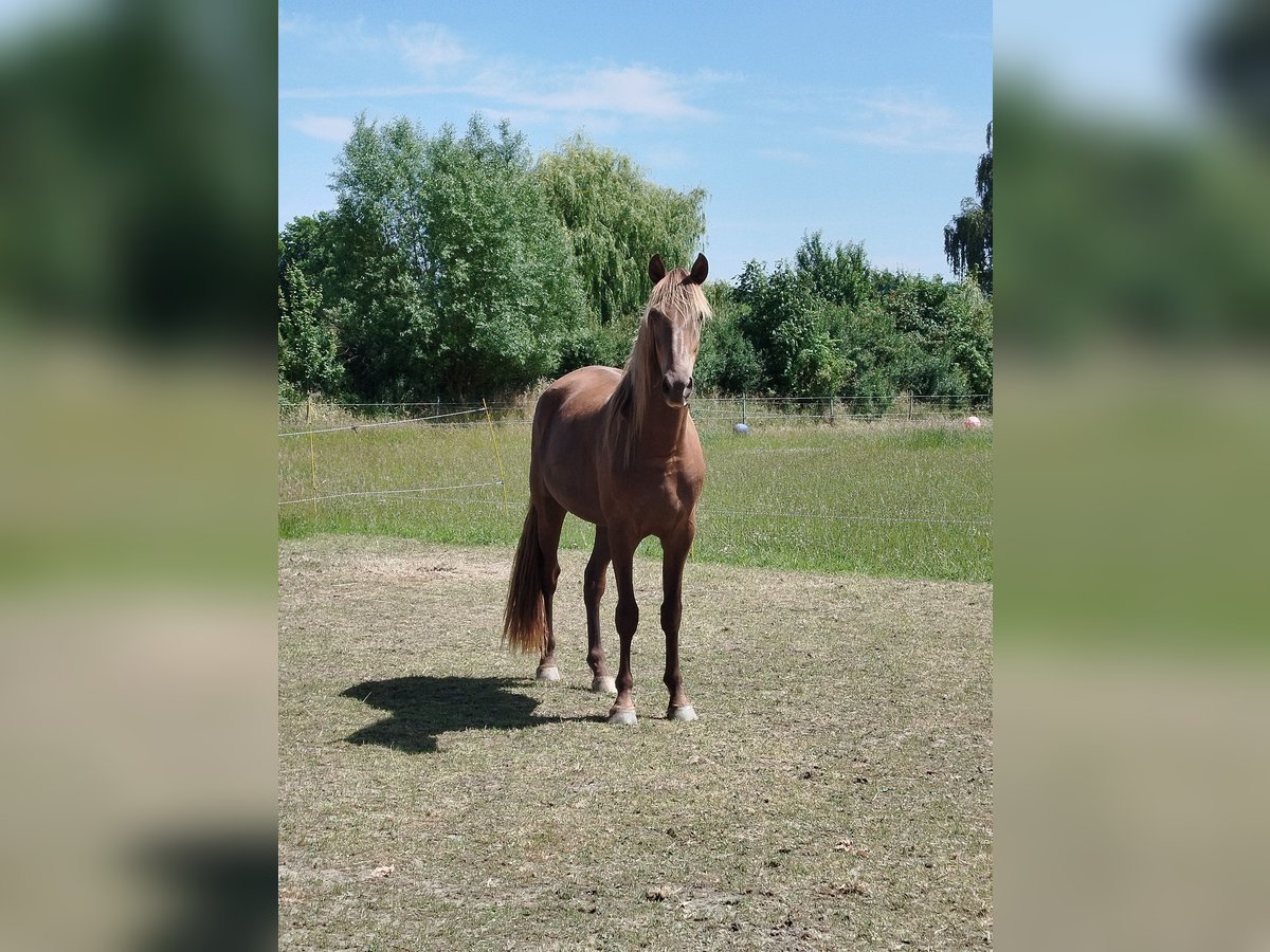 Rocky Mountain Horse Wallach 3 Jahre 165 cm in Espelkamp