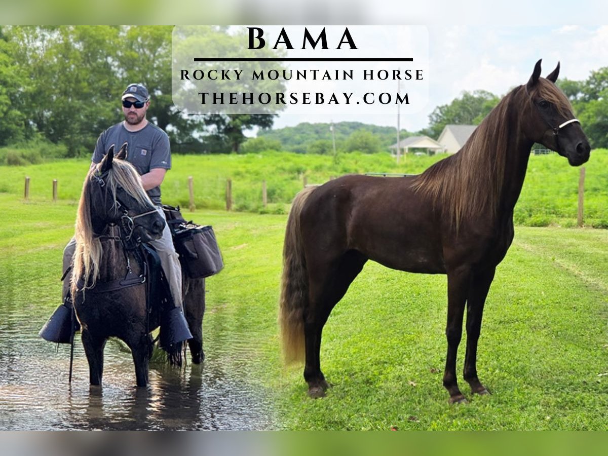 Rocky Mountain Horse Wallach 5 Jahre 157 cm Brauner in Pulaski, TN