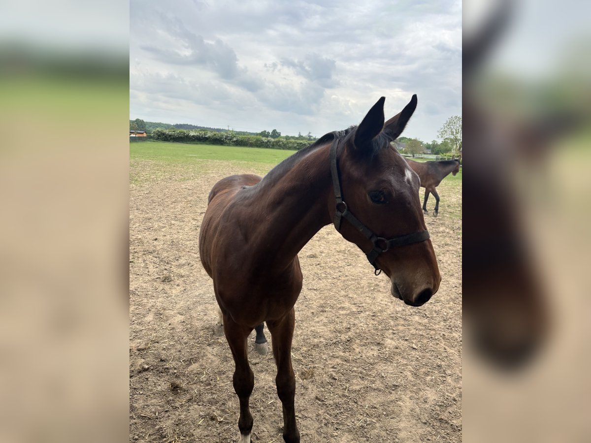Rouan bai Étalon 1 Année Bai clair in Xanten