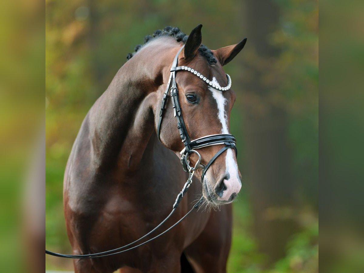 Rouan bai Étalon 2 Ans Bai in Rostock