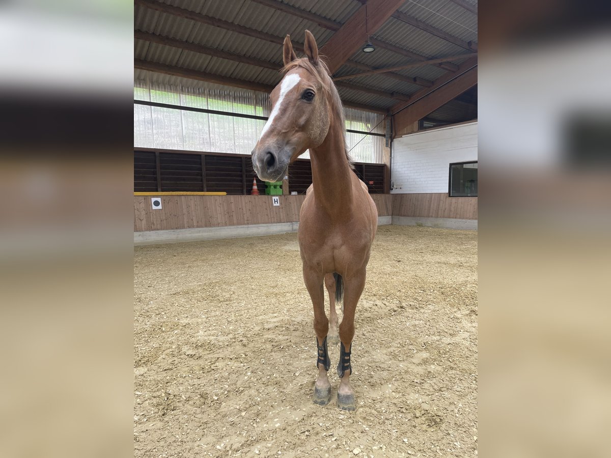 Rouan bai Hongre 12 Ans 167 cm Alezan brûlé in Schmallenberg