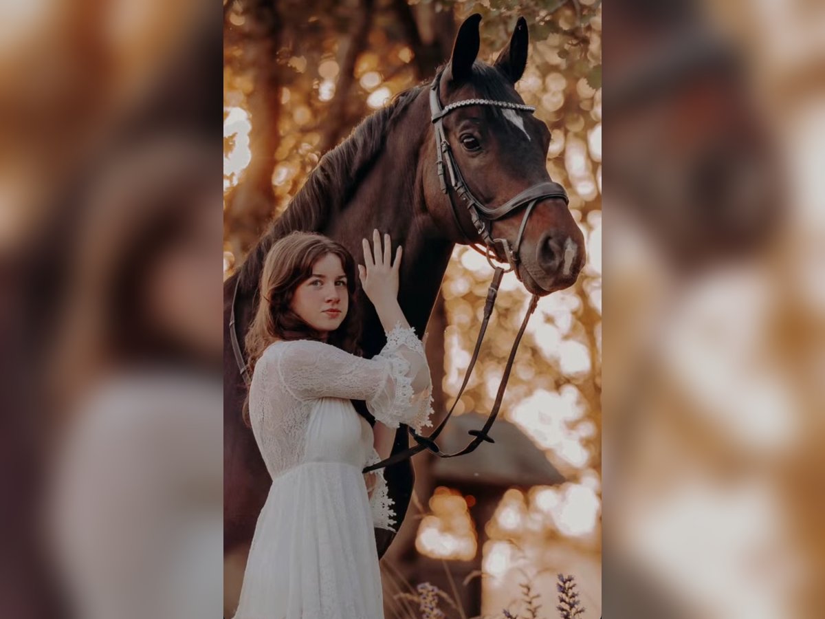 Rouan bai Hongre 14 Ans 170 cm Bai brun in Leienkaul