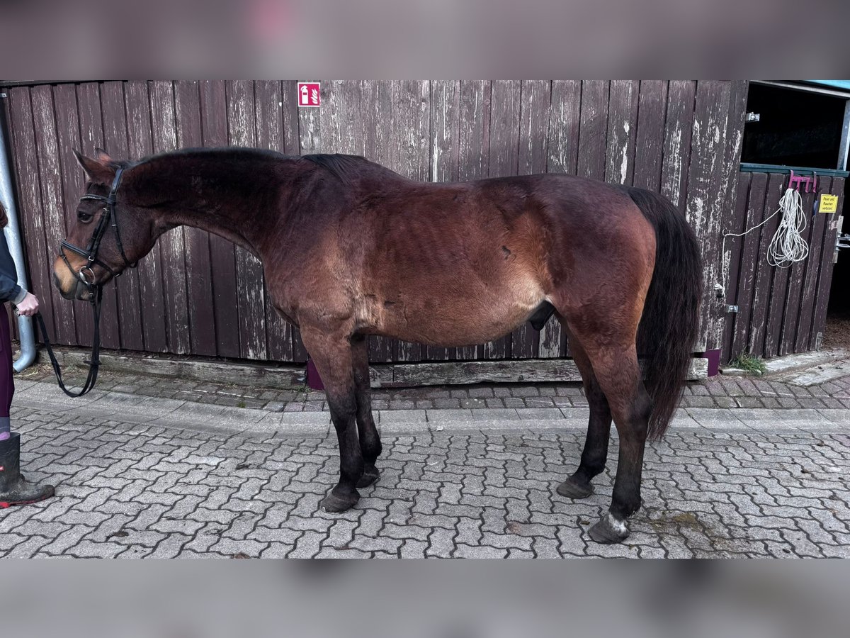 Rouan bai Hongre 18 Ans 166 cm Bai brun in Sassen-Trantow