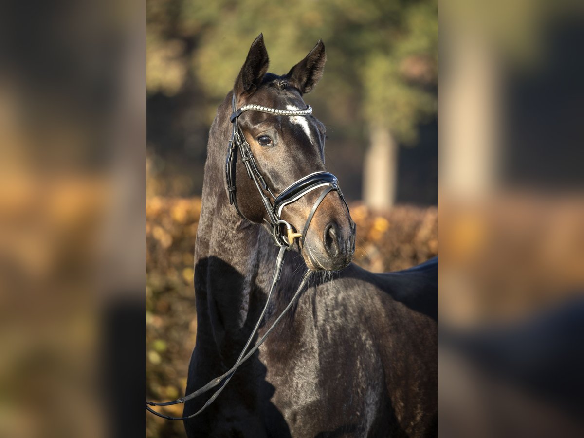 Rouan bai Jument 10 Ans 170 cm Noir in Moers