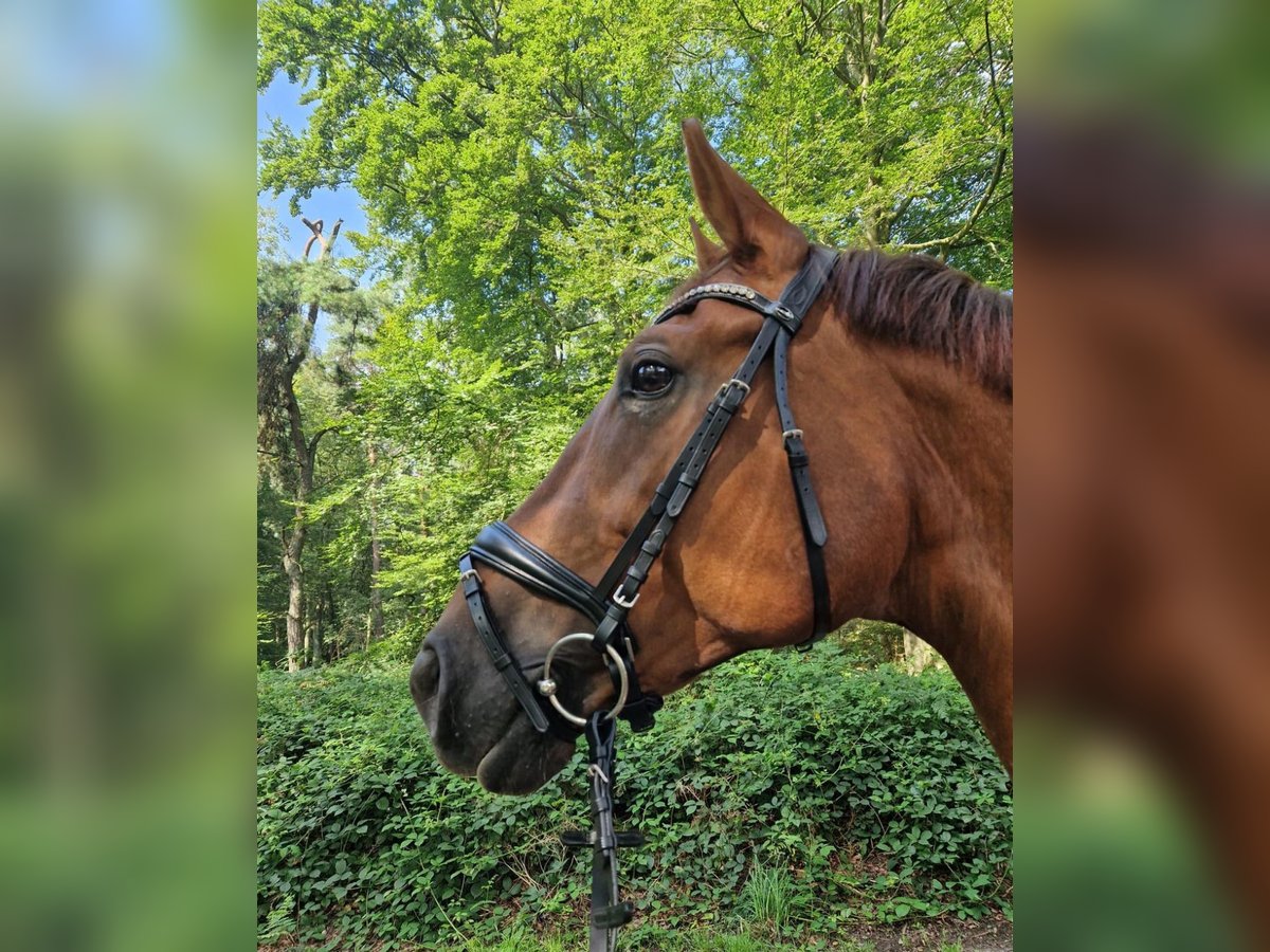 Rouan bai Jument 10 Ans 173 cm Alezan in M&#xFC;lheim an der Ruhr