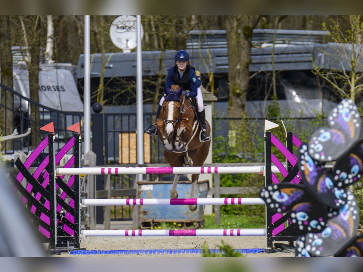 Rouan bai Jument 12 Ans 172 cm Alezan in Grevenbroich Rouan bai Jument 12 Ans 172 cm Alezan in Grevenbroich