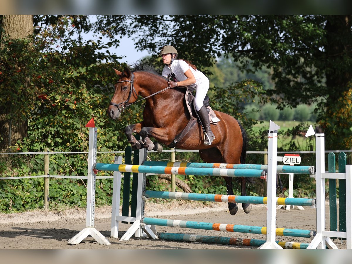 Rouan bai Jument 17 Ans 168 cm Bai in Kisdorf