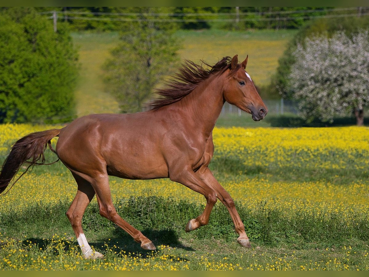 Rouan bai Jument 3 Ans 163 cm Alezan in Burladingen