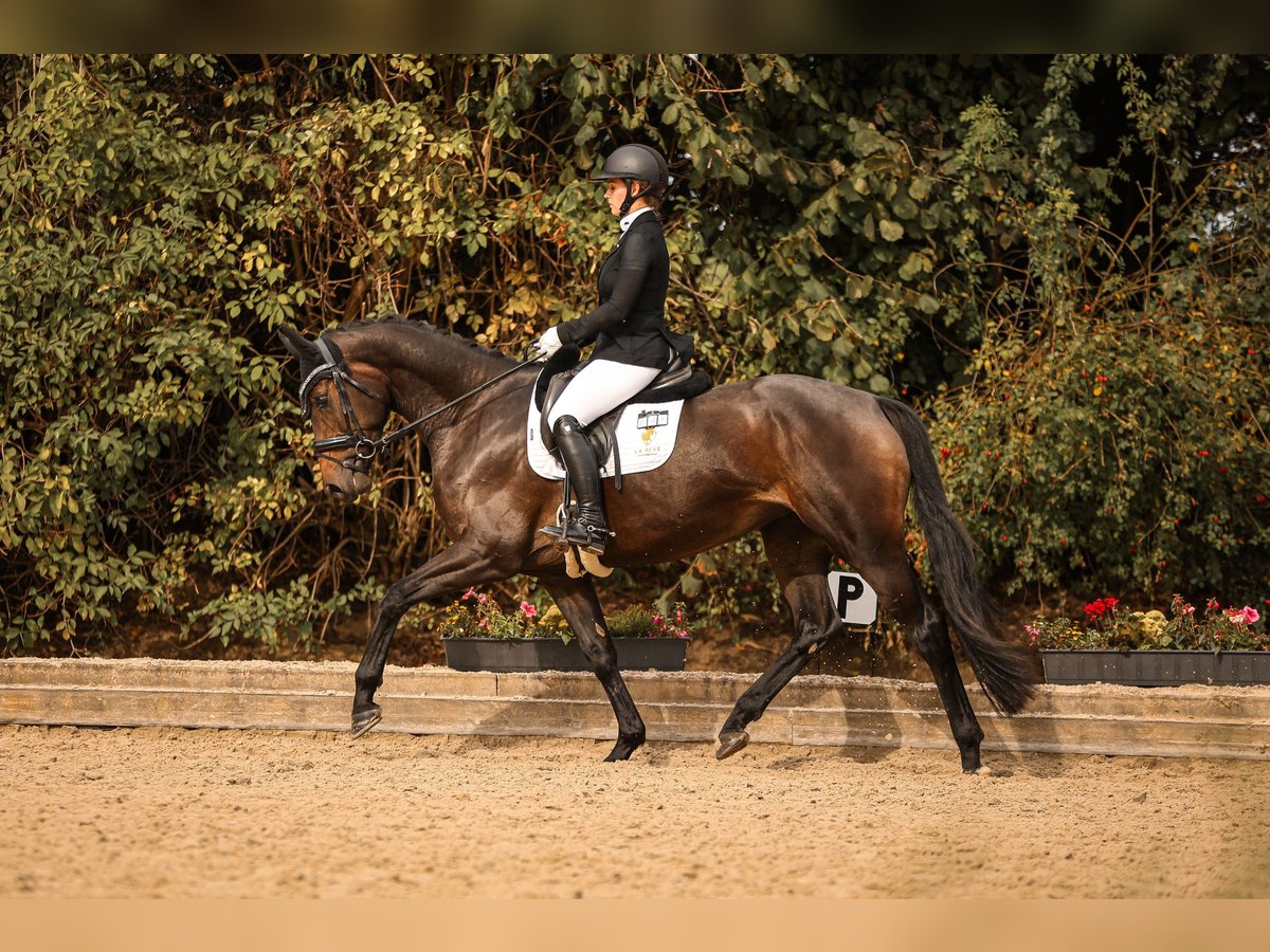 Rouan bai Jument 4 Ans 167 cm Bai brun in Goch