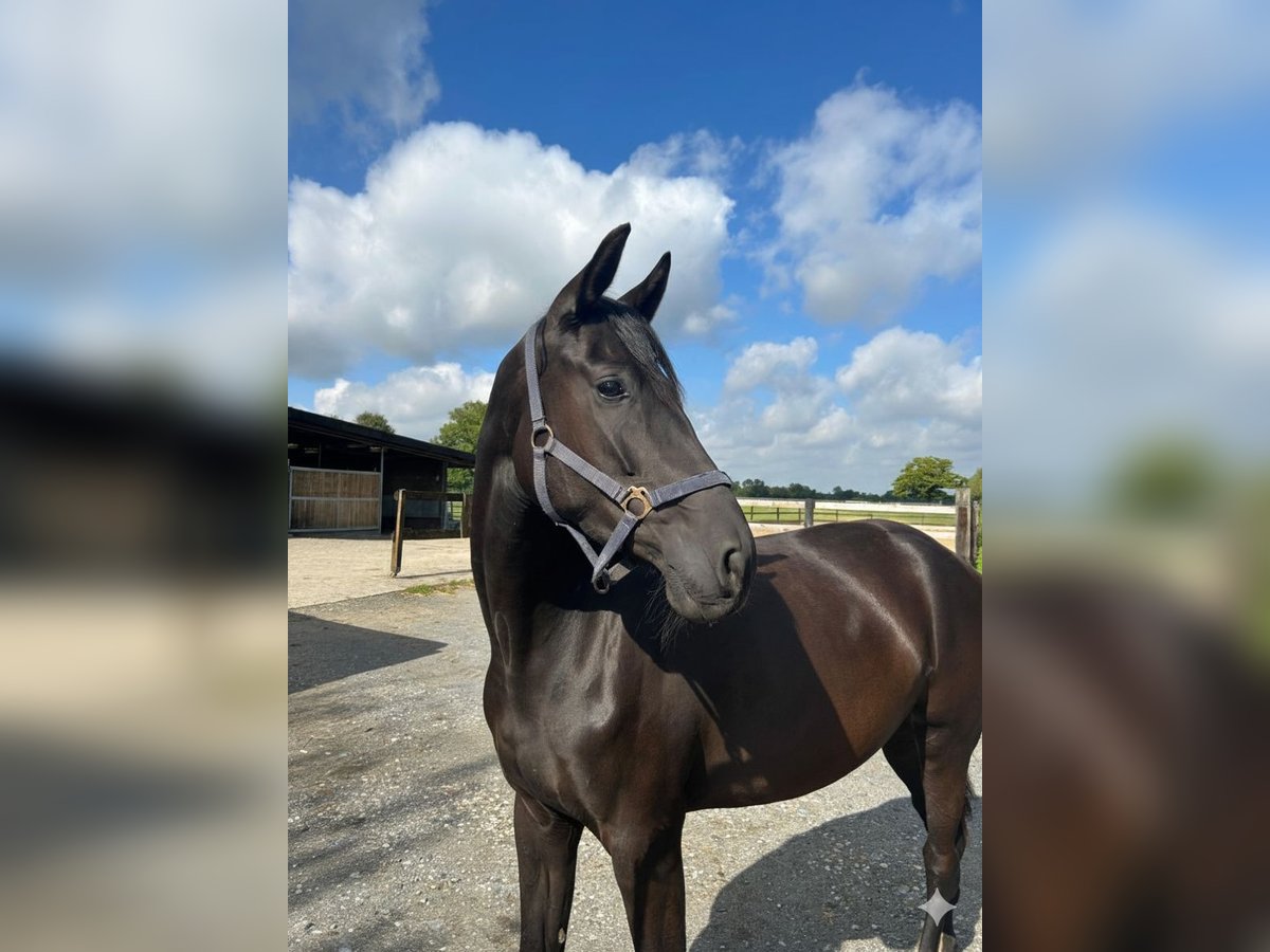 Rouan bai Jument 4 Ans 170 cm Noir in Ascheberg