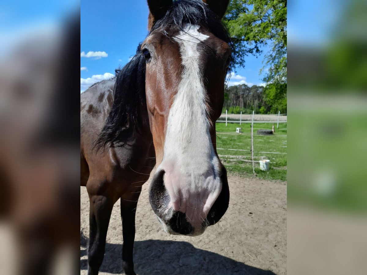 Rouan bai Jument 4 Ans 176 cm Bai in Neustadt am R&#xFC;benberge