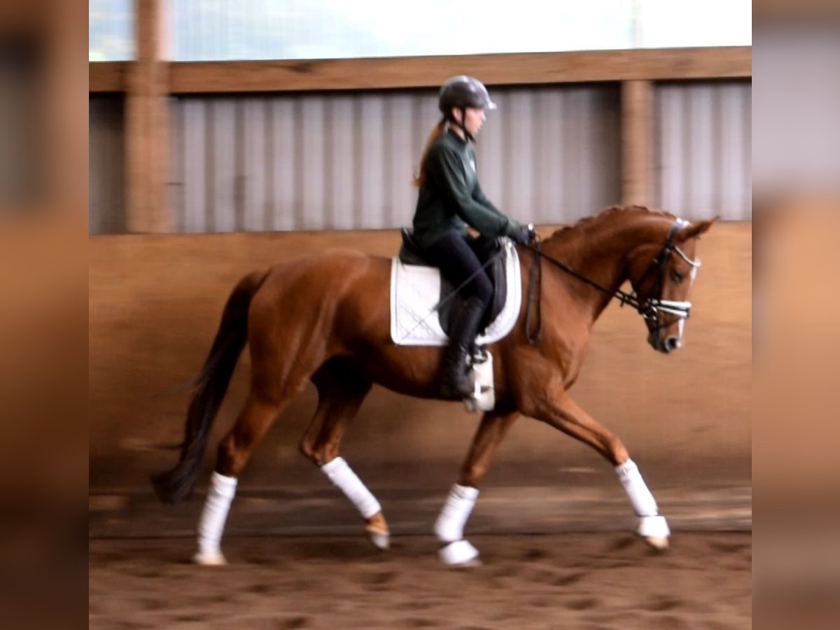 Rouan bai Jument 7 Ans 163 cm Alezan in Fredenbeck