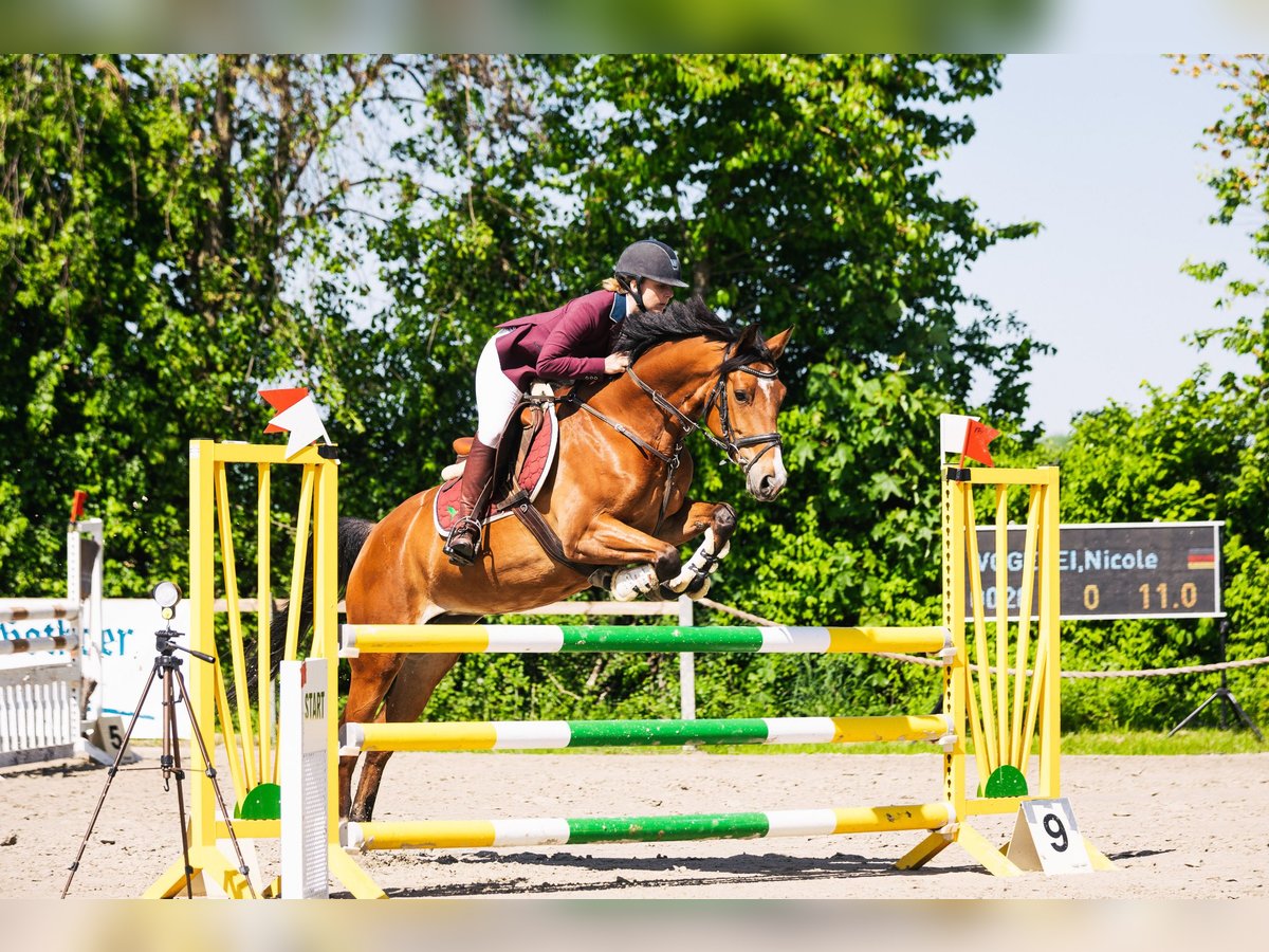Rouan bai Jument 9 Ans 165 cm Bai in Seelze