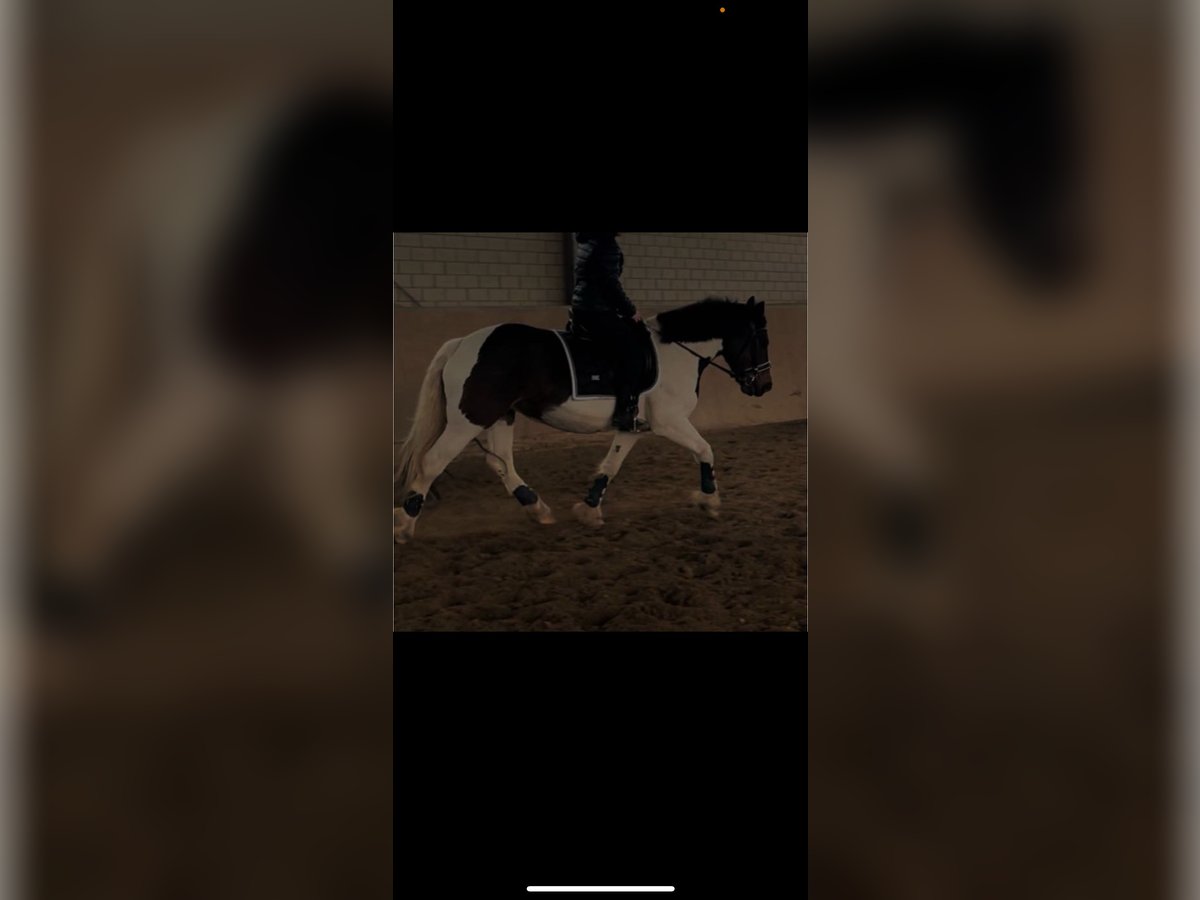 RsP (reitbeteiligung)