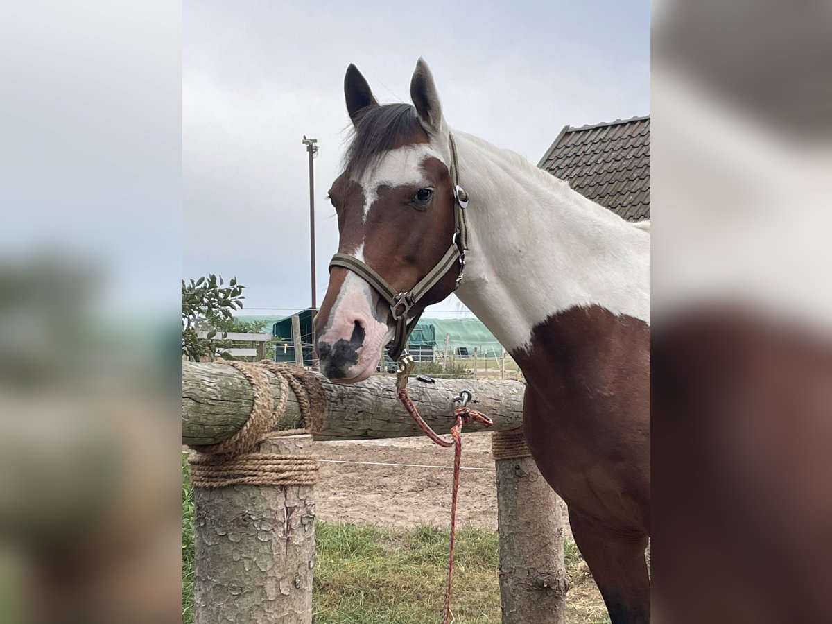 Russian Saddle Horse Gelding 10 years 15,1 hh Pinto in Hollenstedt