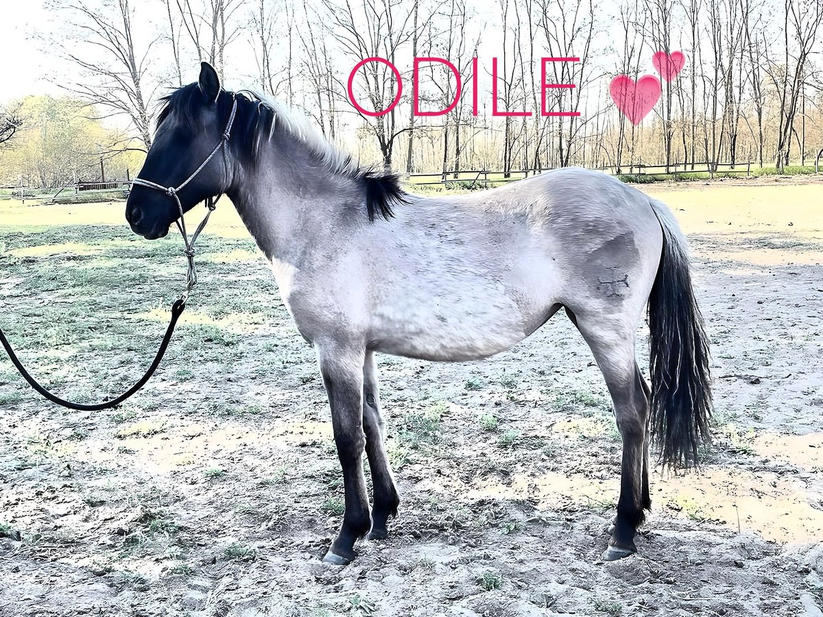 Russian Saddle Horse Mix Gelding 1 year 14,1 hh Buckskin in Lajosmizse