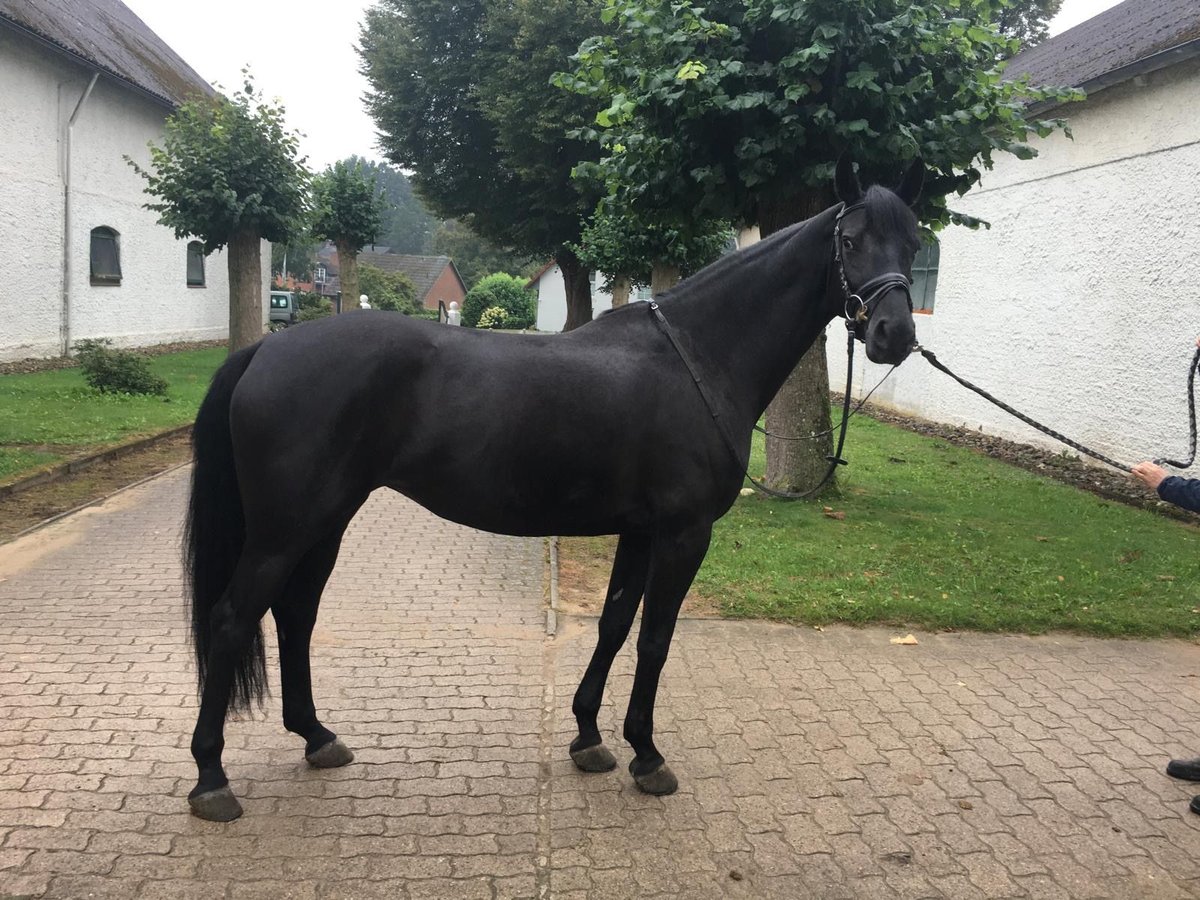 Russisches Reitpferd Stute 5 Jahre 166 cm Rappe in S&#xFC;sel