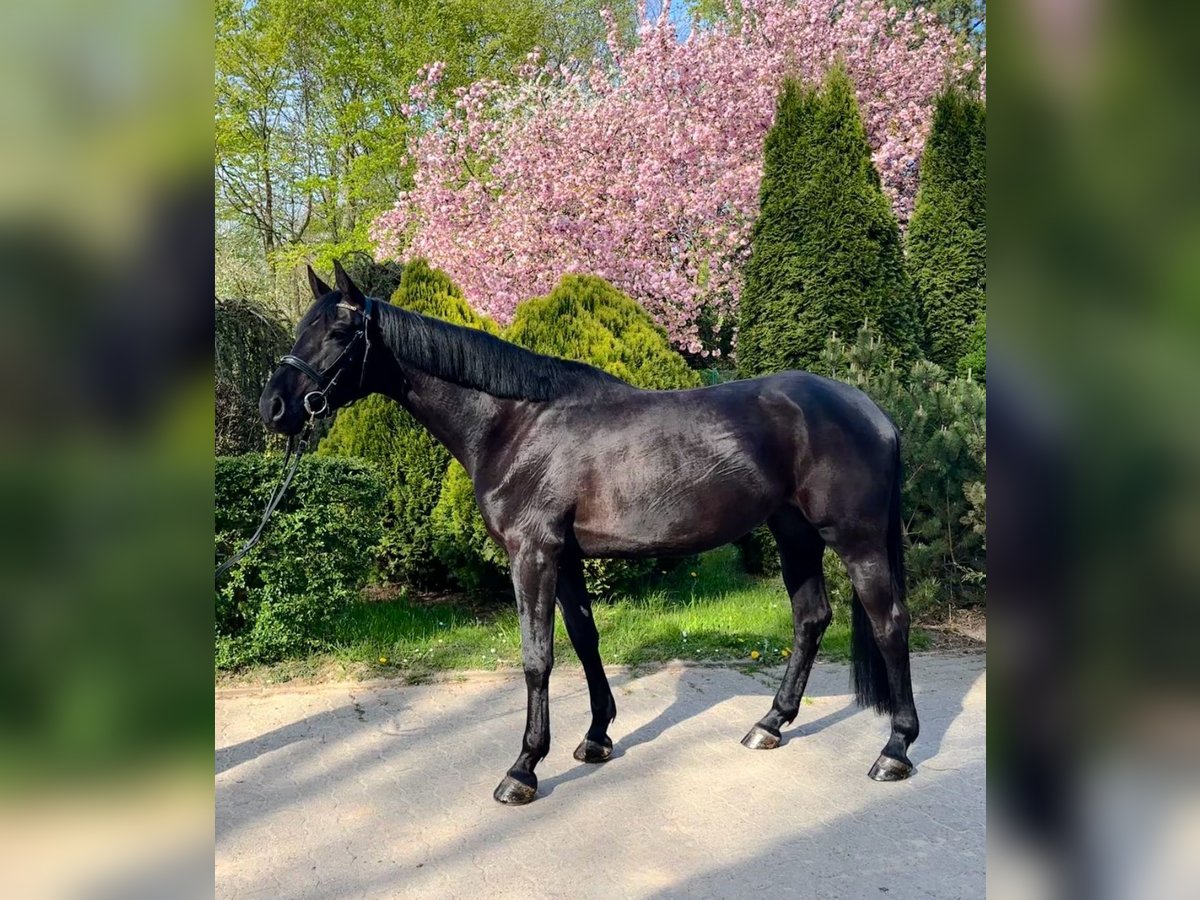 Russisches Reitpferd Stute 5 Jahre 166 cm Rappe in S&#xFC;sel