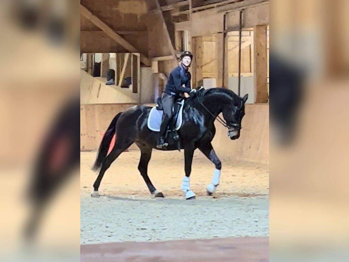 Russisches Reitpferd Wallach 10 Jahre 163 cm Dunkelbrauner in Salzburg