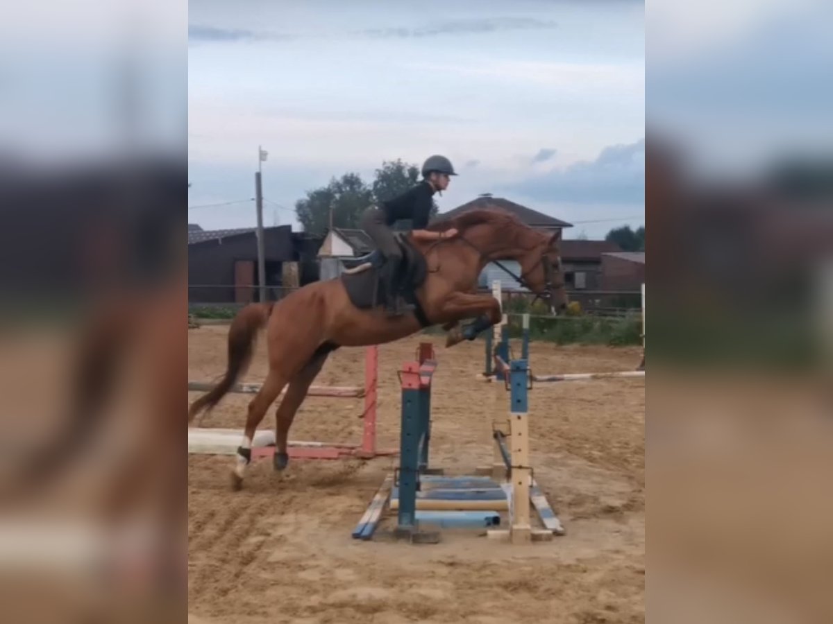 Russisches Reitpferd Wallach 5 Jahre 162 cm Dunkelfuchs in &#1041;&#1080;&#1089;&#1077;&#1088;&#1086;&#1074;&#1086;