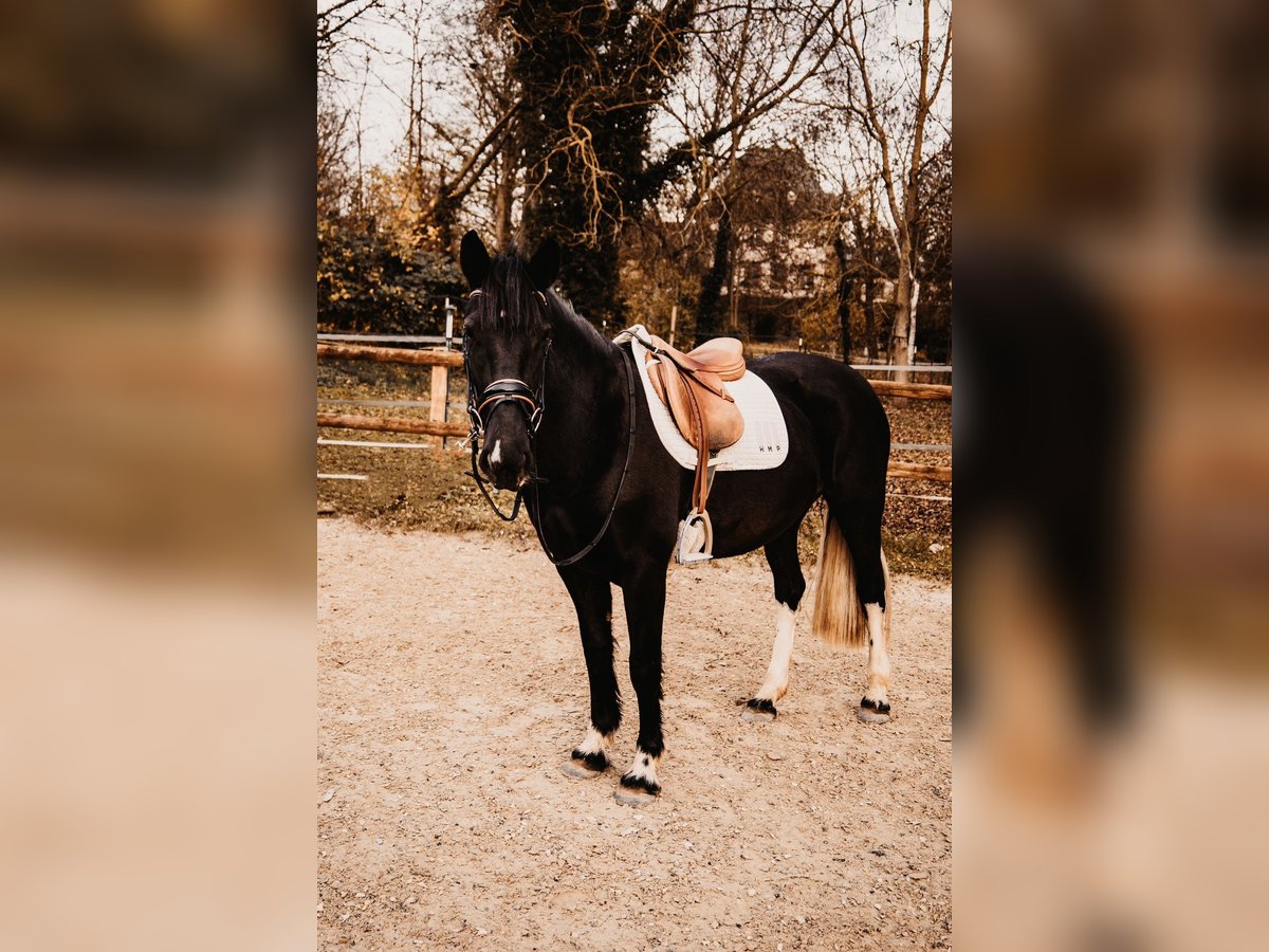 Sachsen-Anhaltiner Mix Merrie 5 Jaar 152 cm Gevlekt-paard in Sonderhofen