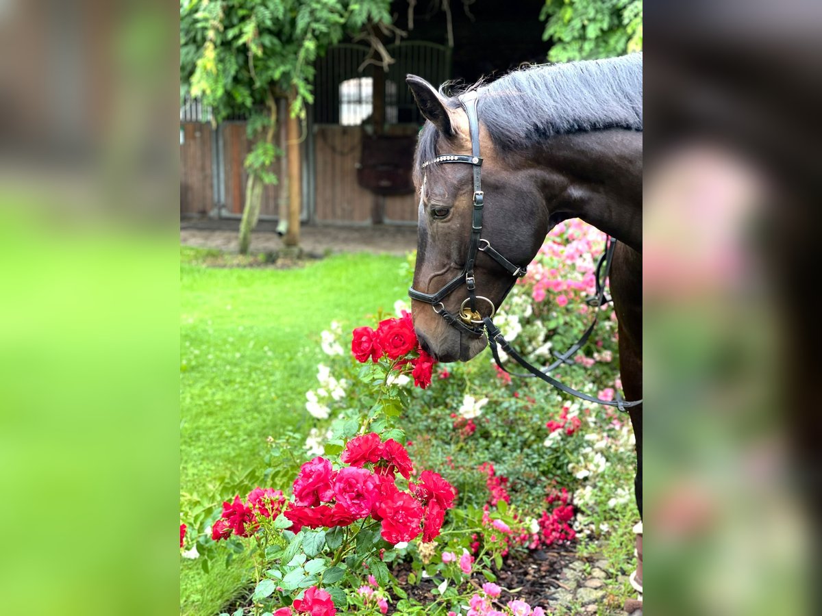 Sachsen-Anhaltiner Ruin 15 Jaar 166 cm Zwartbruin in Schönefeld