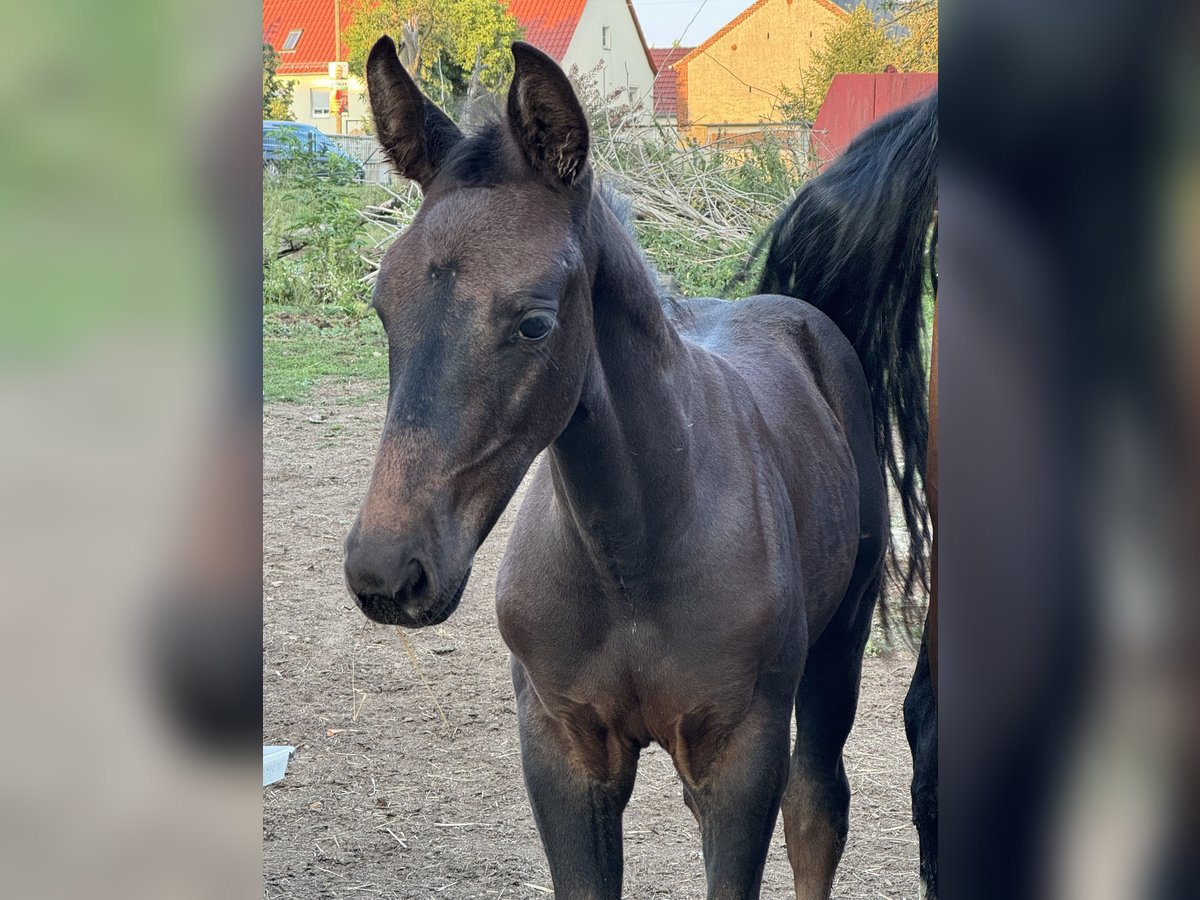 Sachsiskt varmblod Hingst Föl (06/2024) Rökfärgad svart in MoritzburgMoritzburg