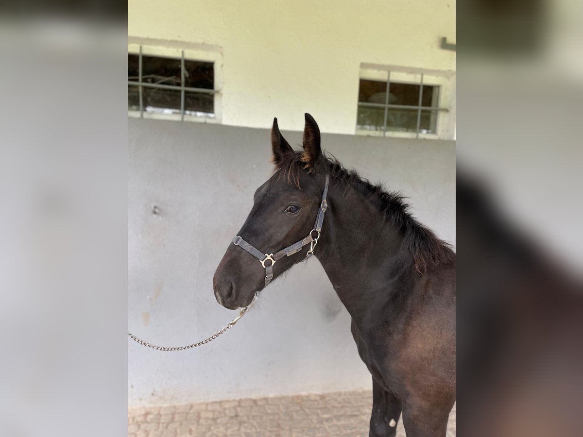 Sachsiskt varmblod Hingst Föl (03/2024) in Weißenberg