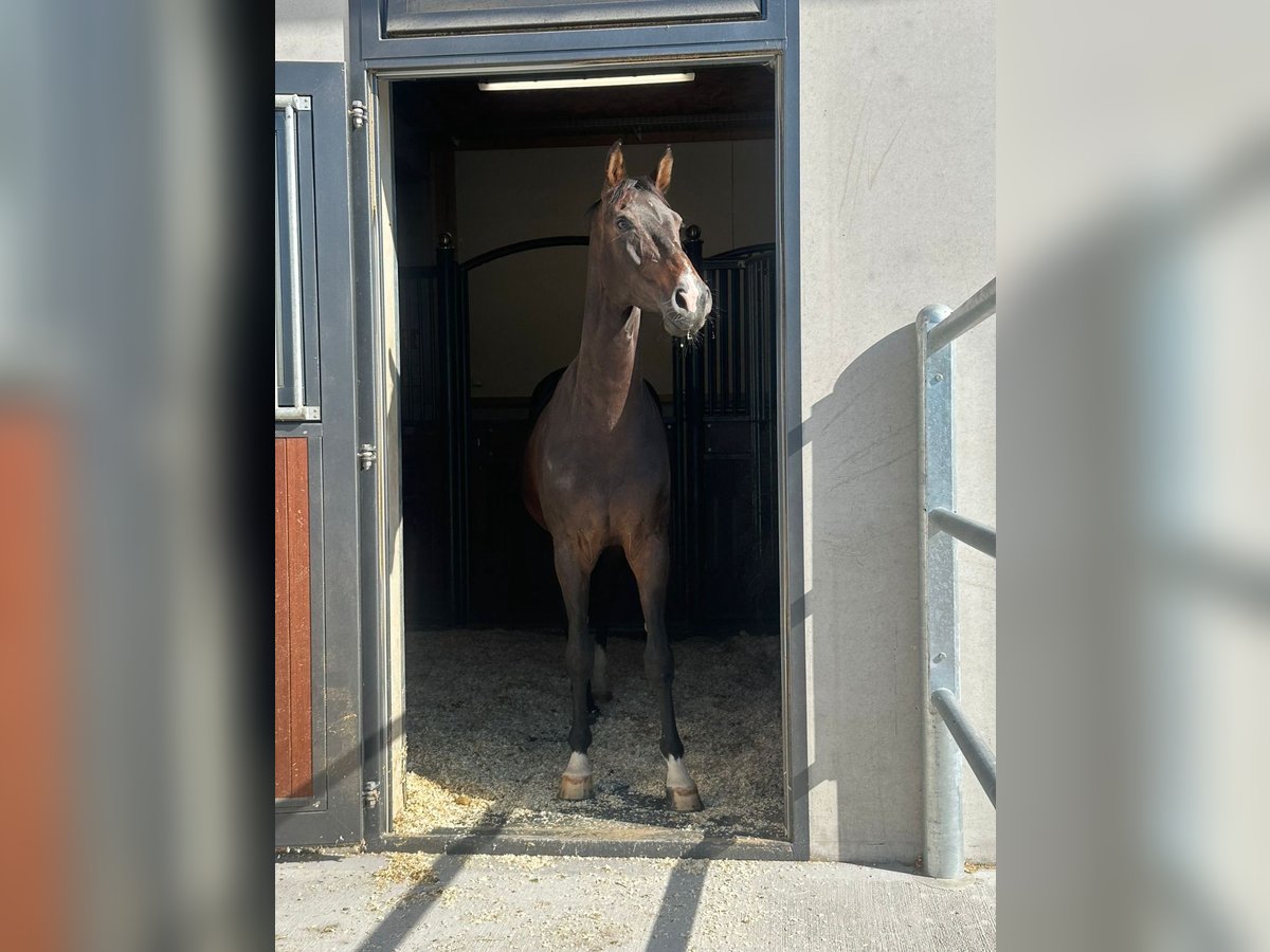 Sachsiskt varmblod Sto 8 år 160 cm Mörkbrun in Thalgau