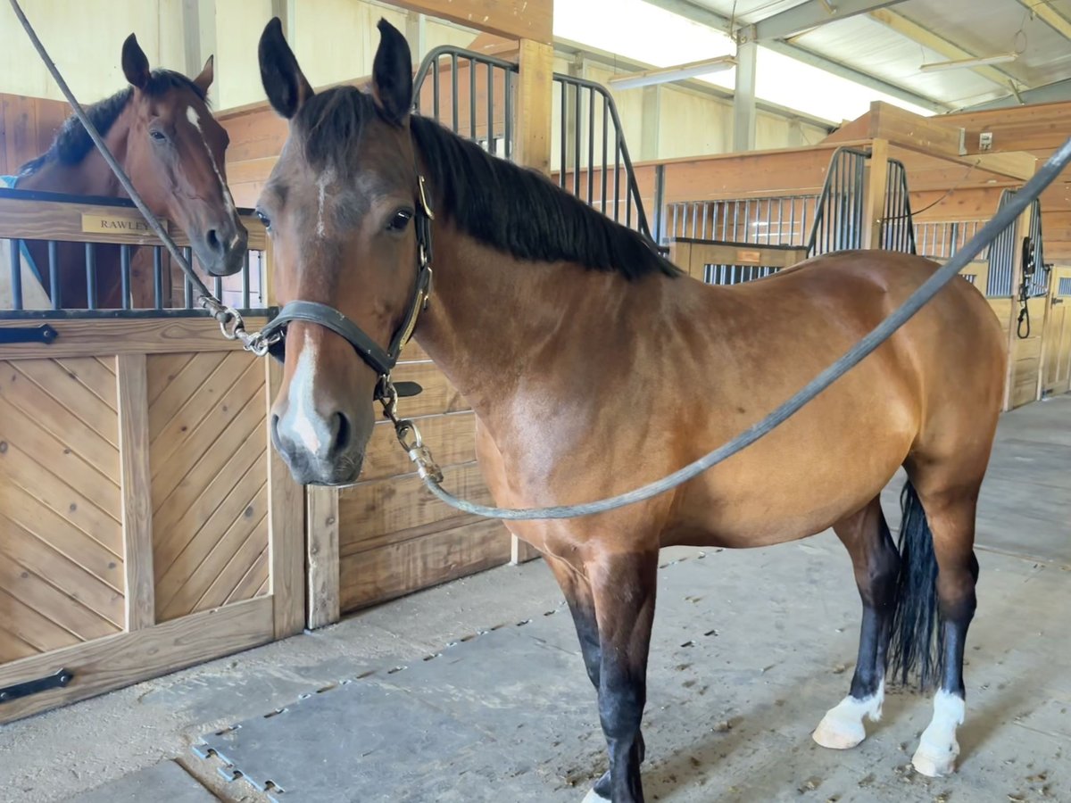 Saddlebred americano Mestizo Caballo castrado 11 años 142 cm Castaño rojizo in Spokane