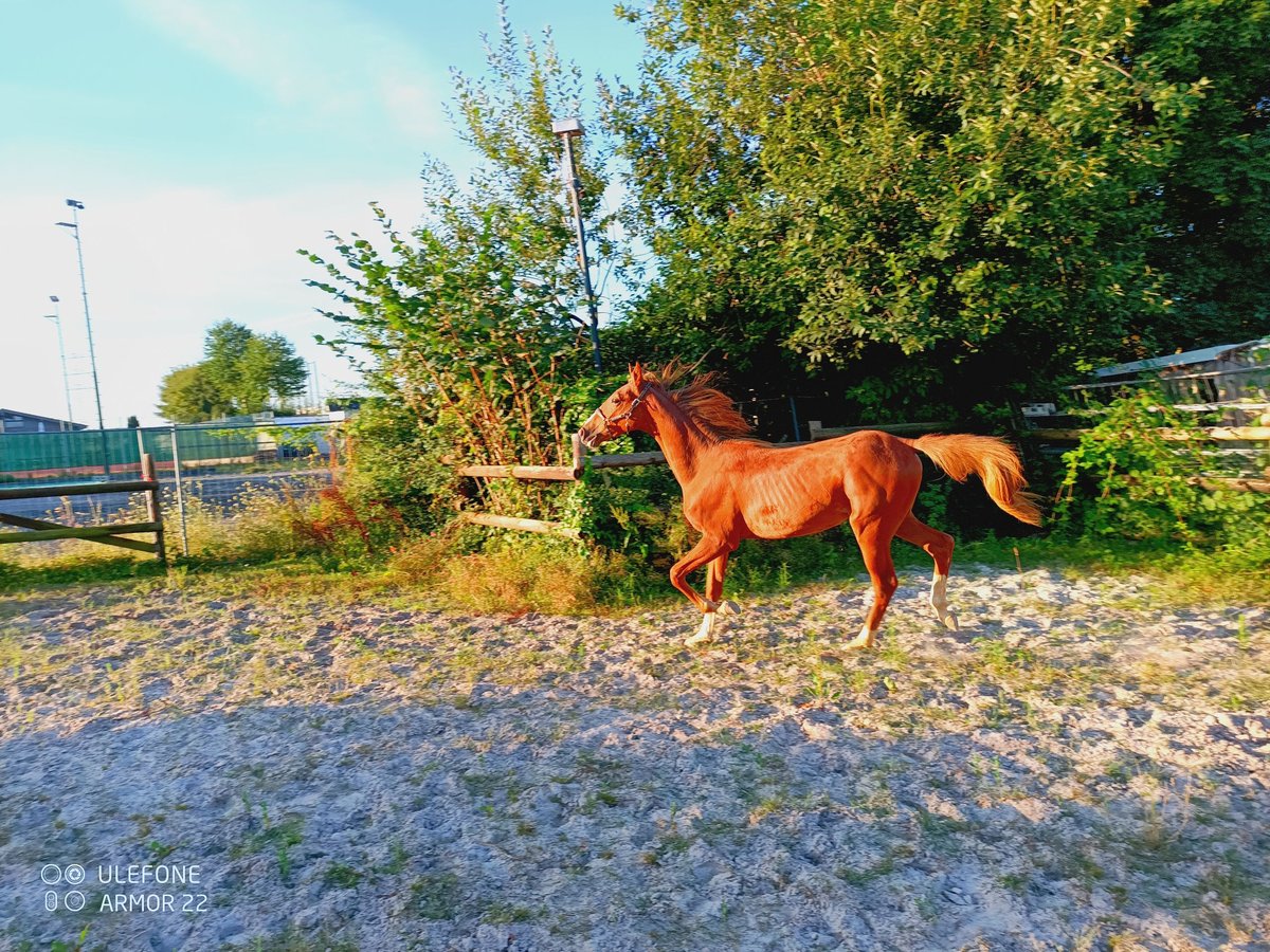 Saddlebred americano Caballo castrado 1 año 160 cm Alazán in Niederzier