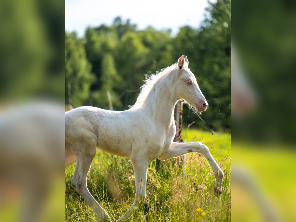 Saddlebred americano Yegua  167 cm Cremello in Kierspe