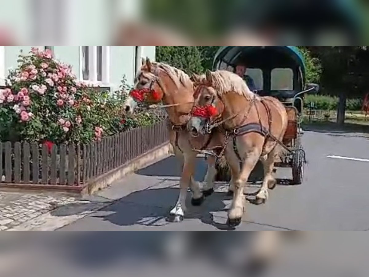 Sächs.-Thüring. Kaltblut, Wallach in Kamenz