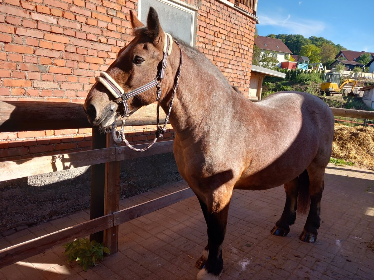 Sächs.-Thüring. koudbloed Merrie 23 Jaar 153 cm in Hilders